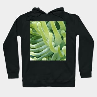 Shrimp on a Green Sea Anemone Hoodie